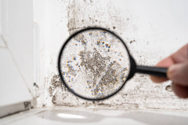 Best Forensic Mold Investigation  in Kings Bay Base, GA